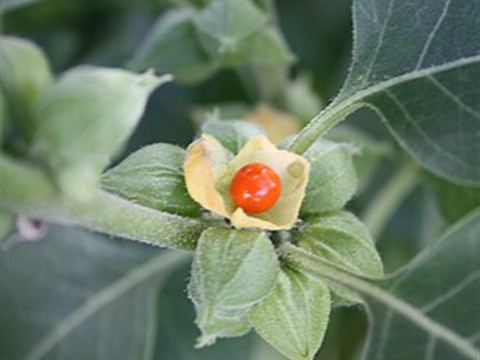 Ashwagandha