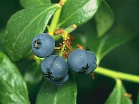 Blueberry