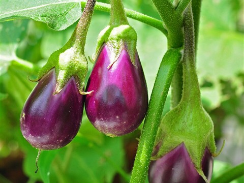 Brinjal