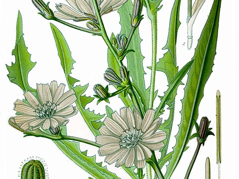 Chicory