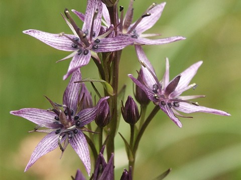 Chirata