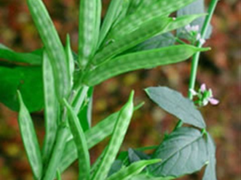 Cluster Bean