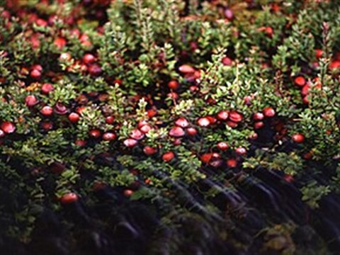 Cranberry