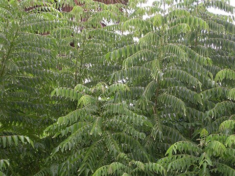 Curry Leaves