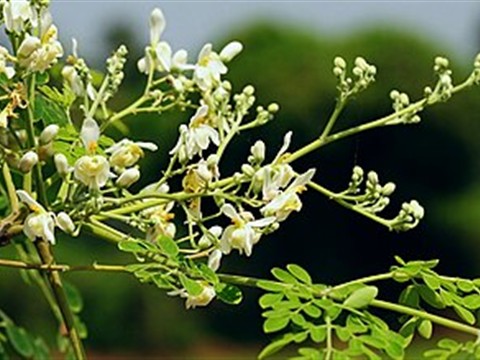 Drumstick (Moringa)