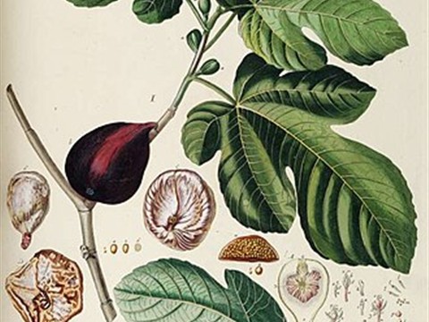 Fig