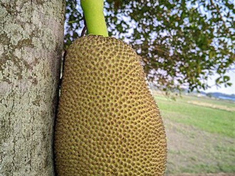 Jackfruit