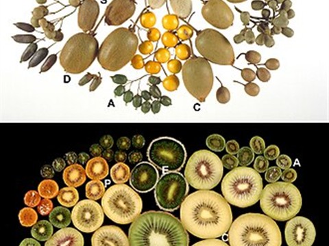 Kiwi