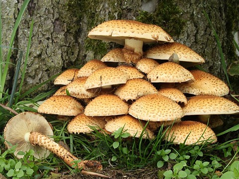Mushroom