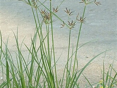 Nut Grass