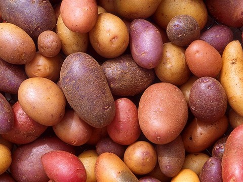 Potato