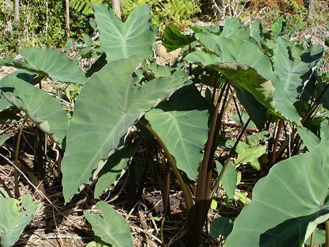 Taro Root